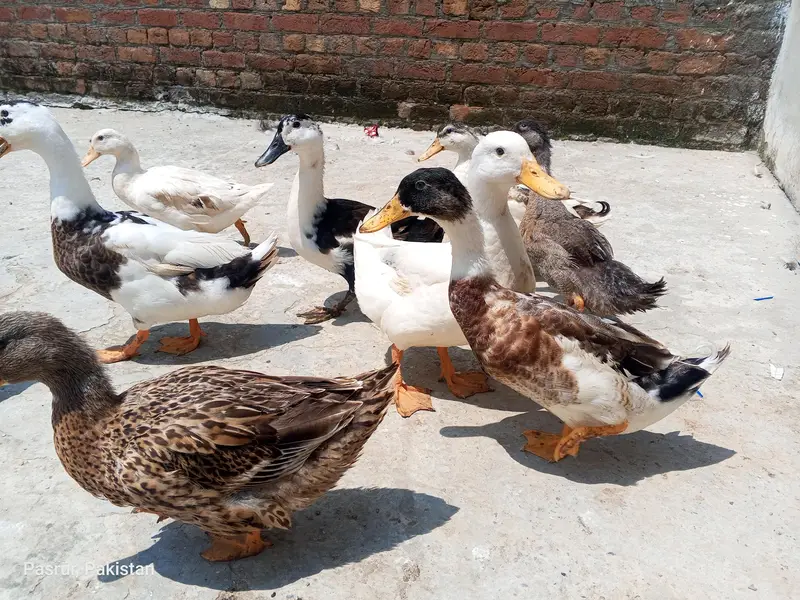 selling duck's