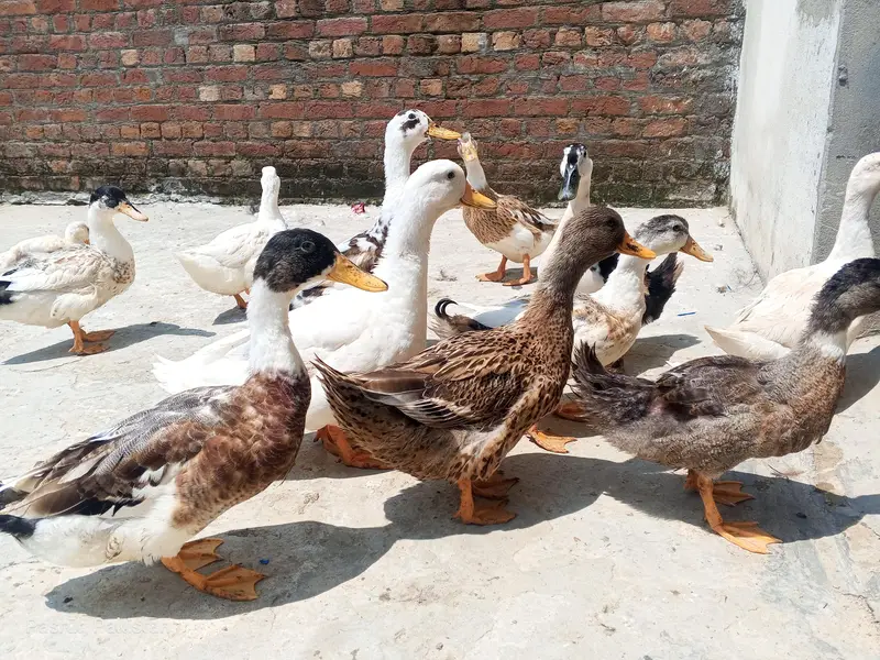 selling duck's — photo 2