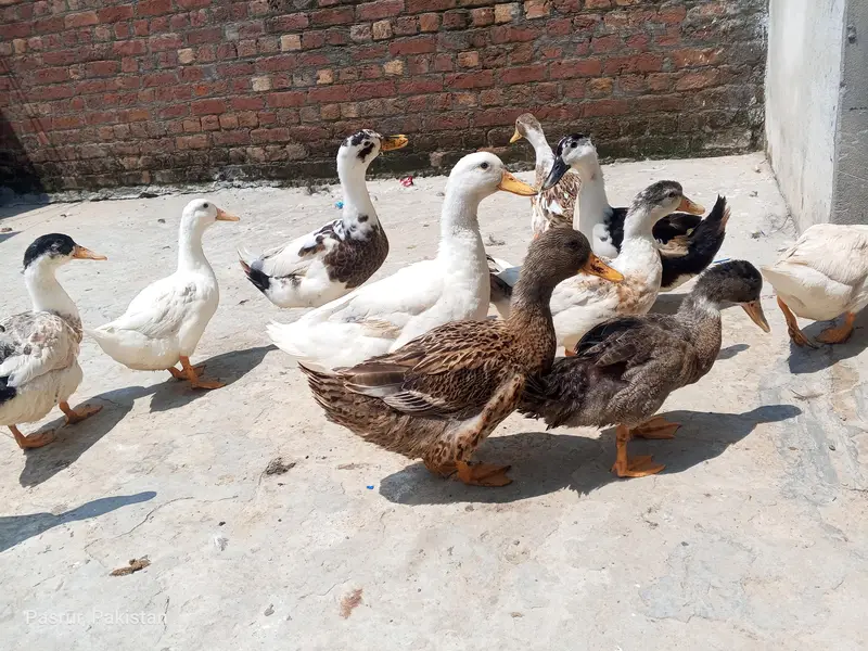 selling duck's — photo 3