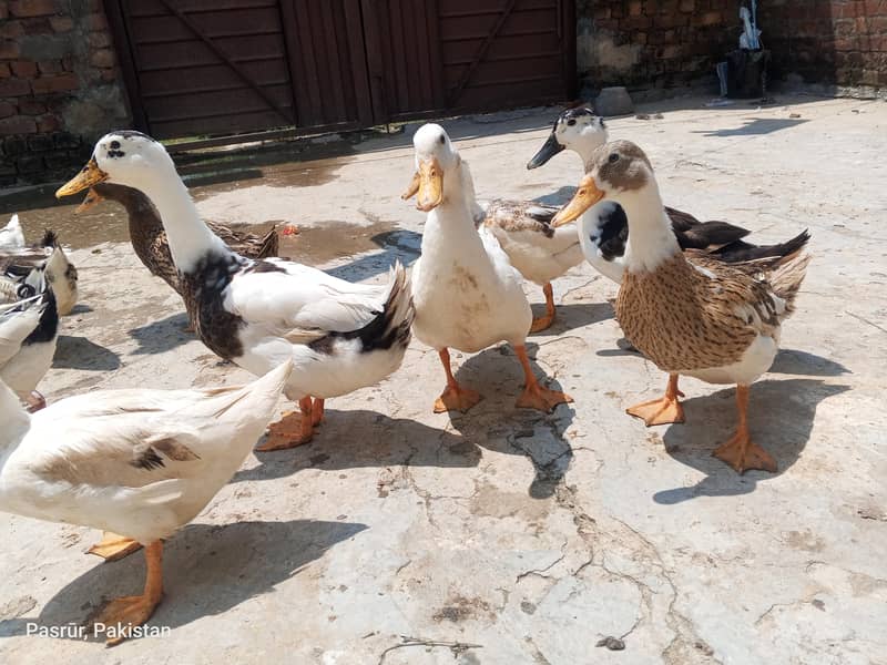 selling duck's 3
