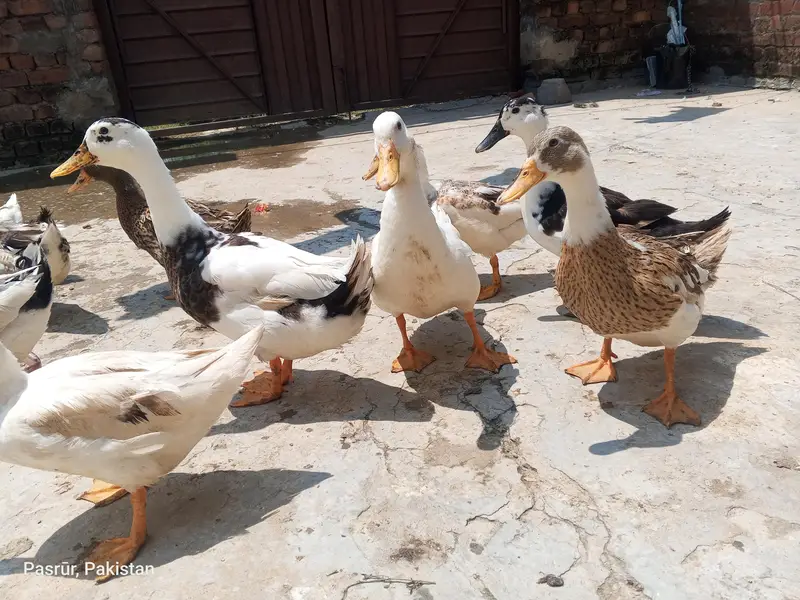 selling duck's — photo 4