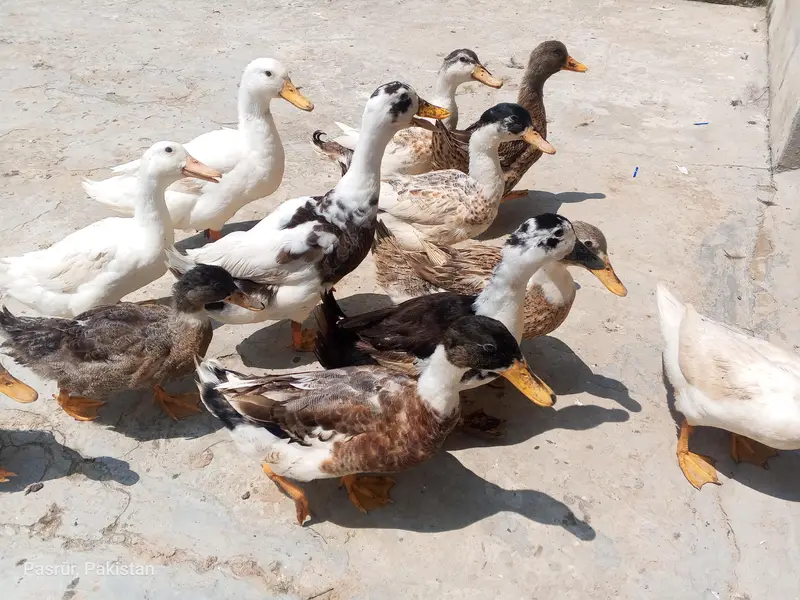 selling duck's — photo 5