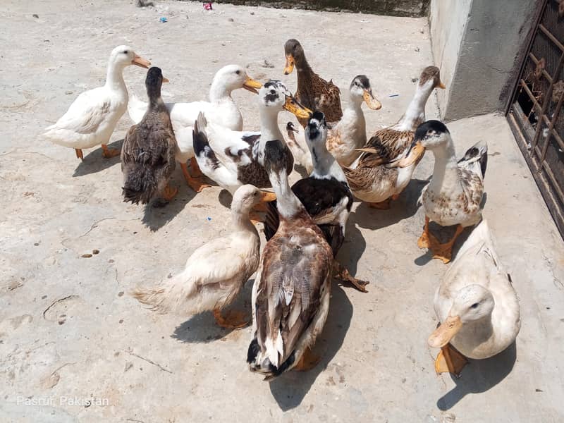selling duck's 5