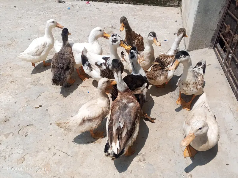 selling duck's — photo 6