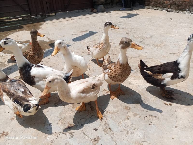 selling duck's 6
