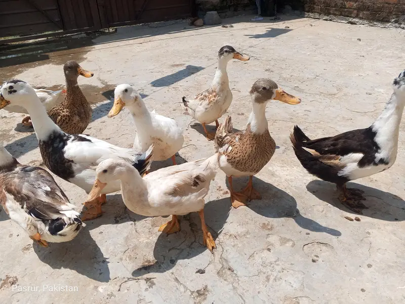 selling duck's — photo 7