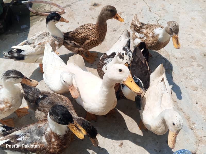 selling duck's 7