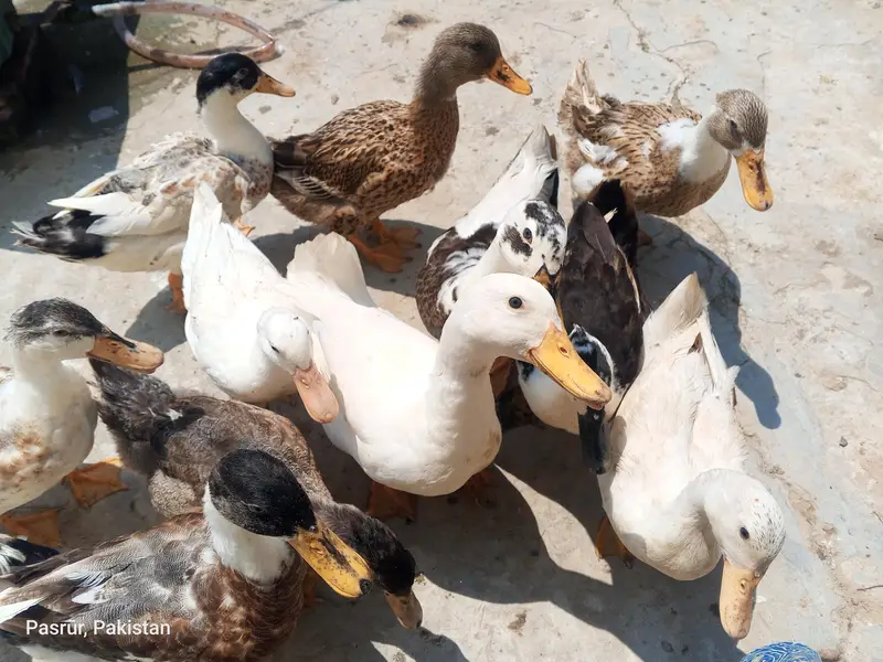 selling duck's — photo 8