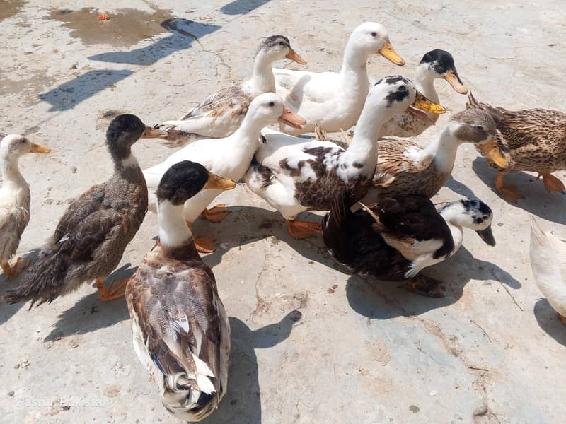 selling duck's 8