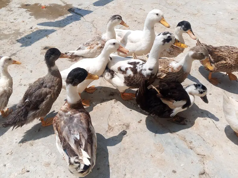 selling duck's — photo 9