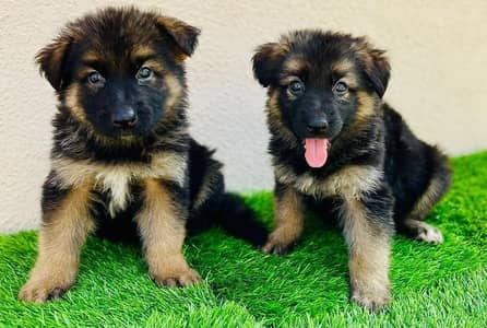 German shepherd