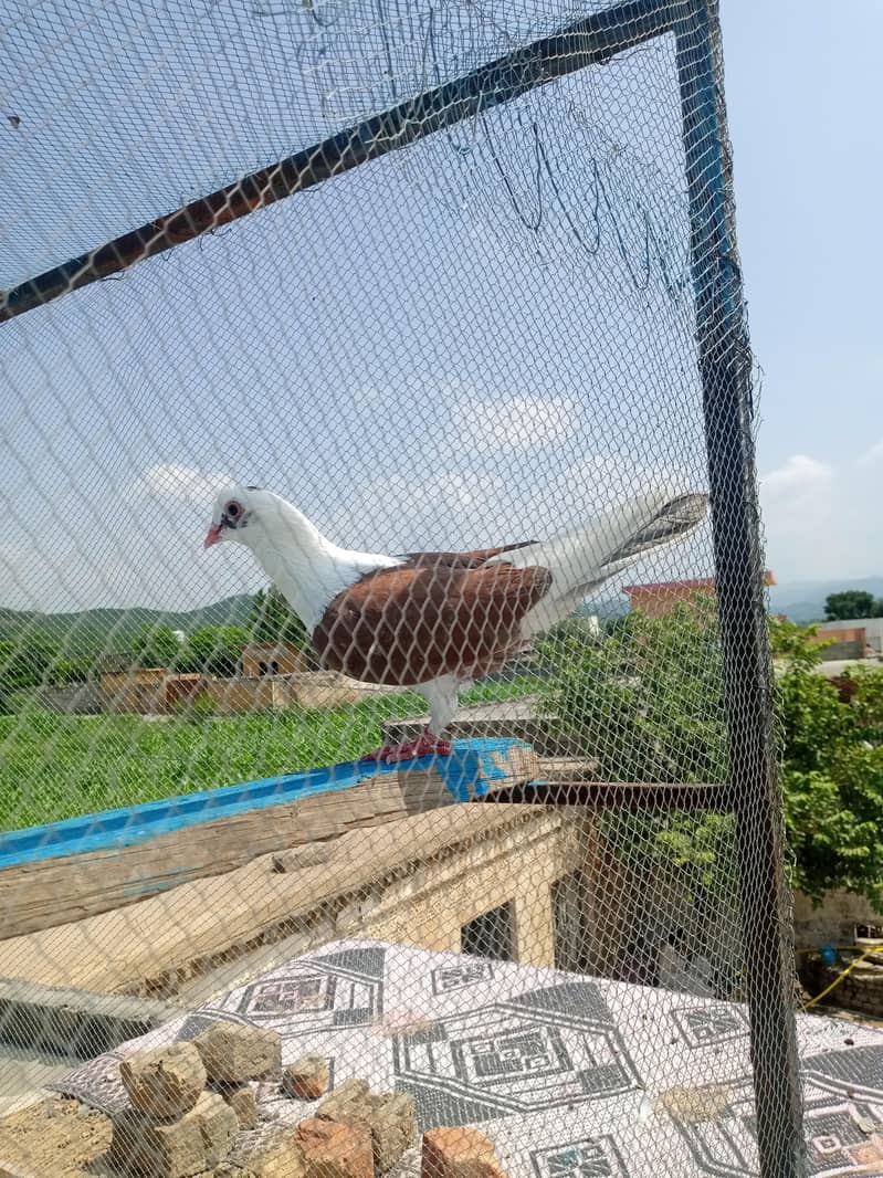 fancy pigeon 1