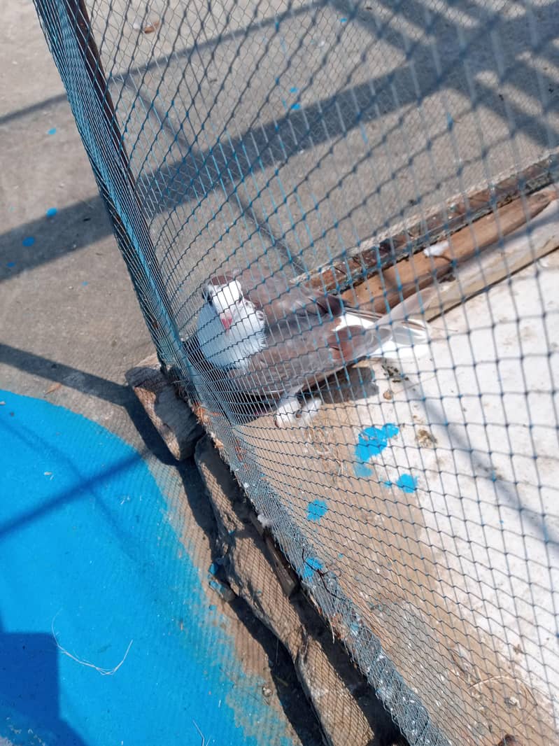 fancy pigeon 3
