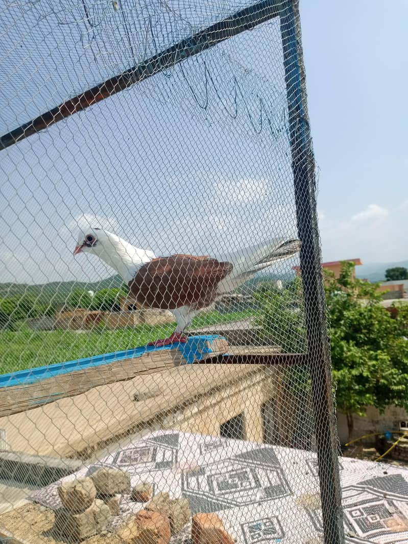 fancy pigeon 4