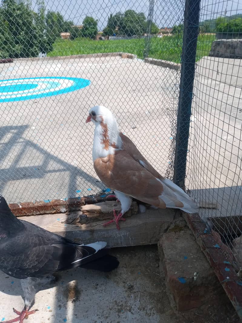 fancy pigeon 5