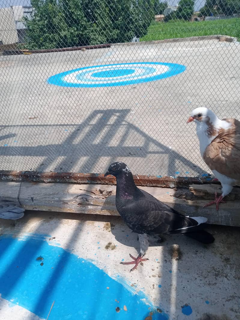 fancy pigeon 9