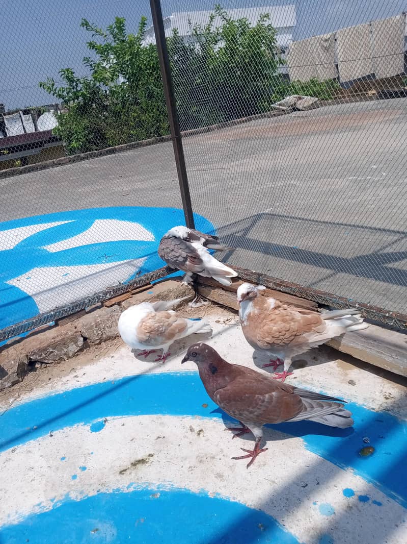 fancy pigeon 10
