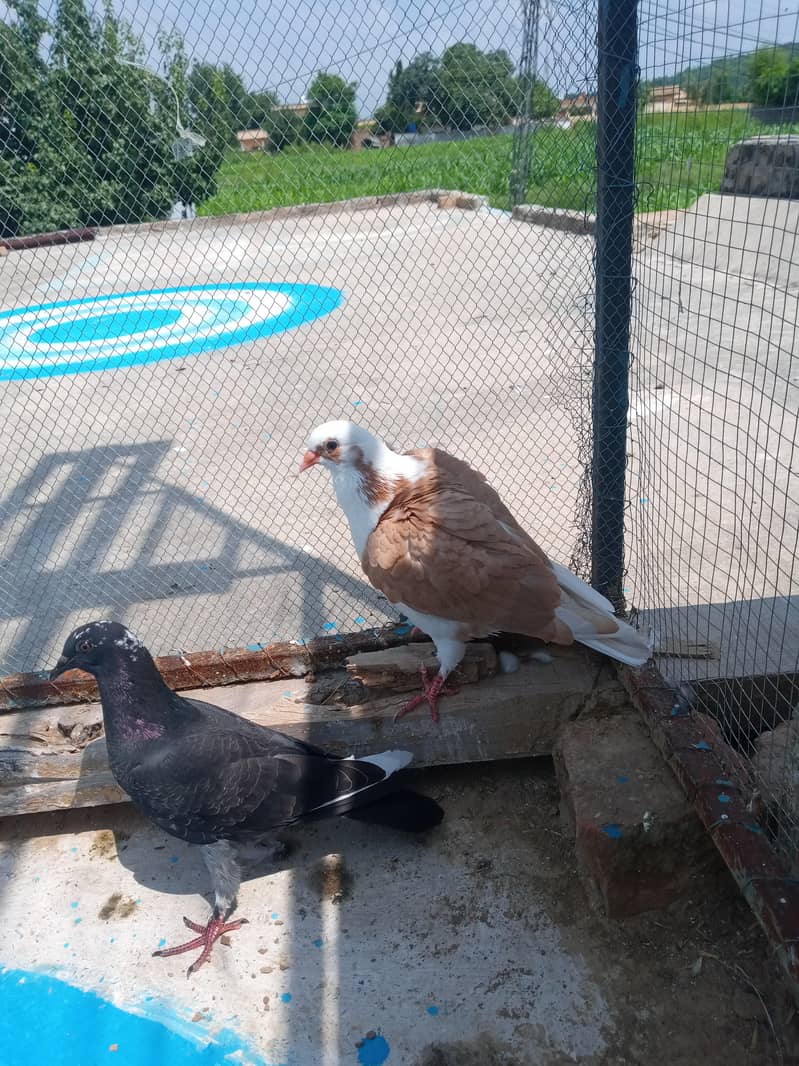fancy pigeon 11