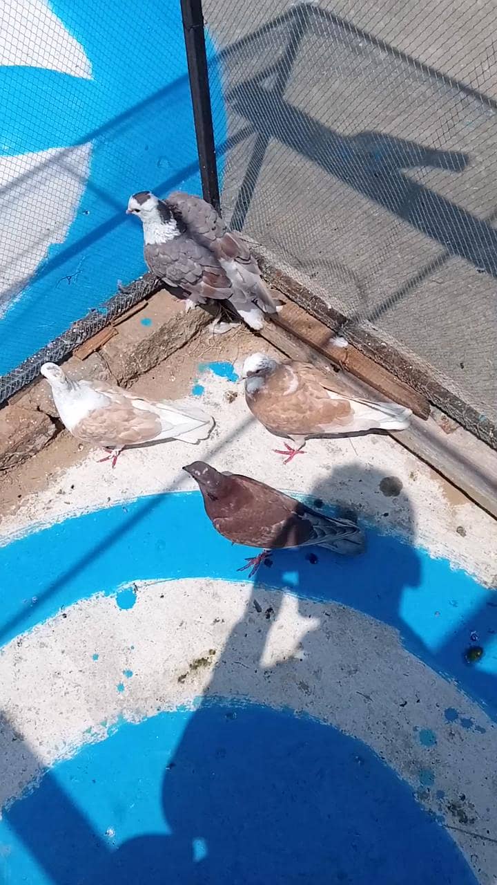 fancy pigeon 12