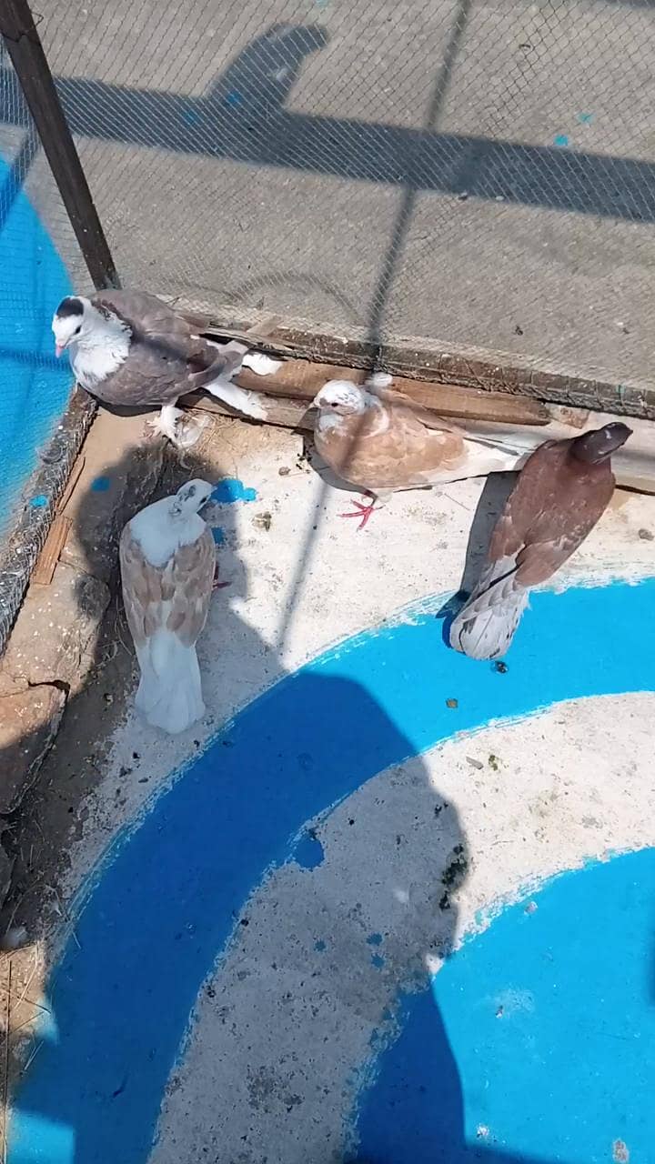 fancy pigeon 13