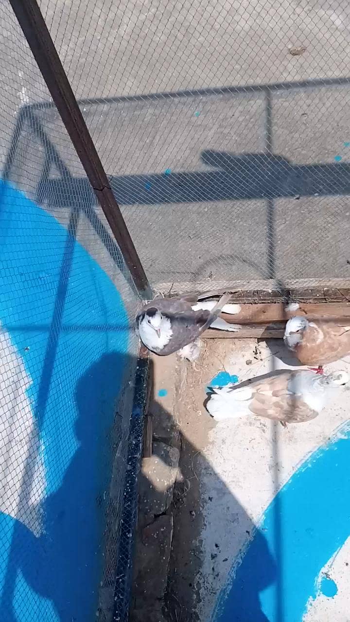 fancy pigeon 14