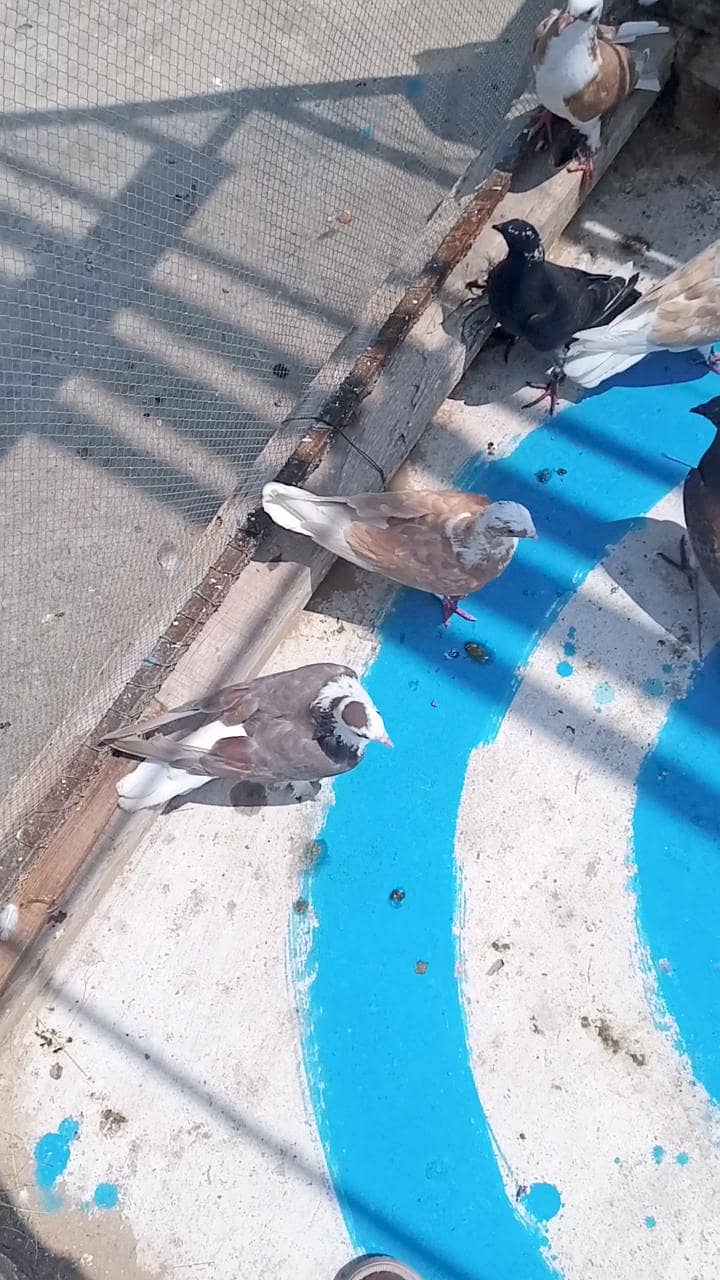 fancy pigeon 15