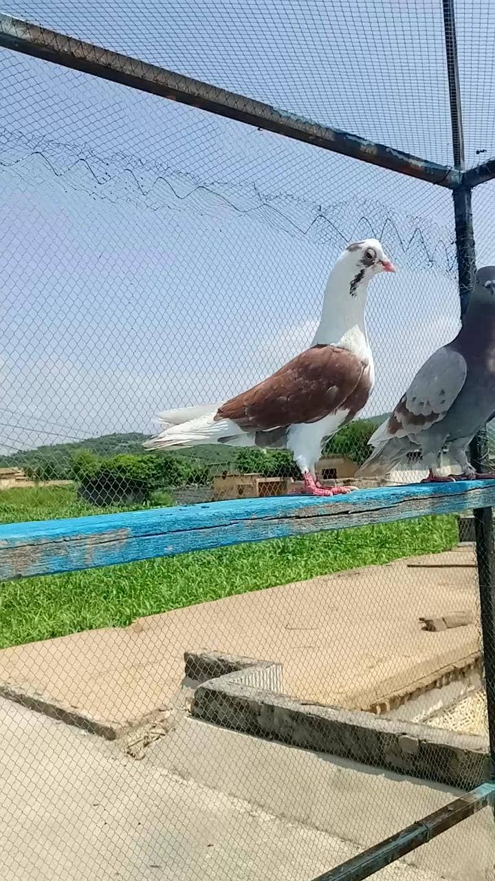 fancy pigeon 16