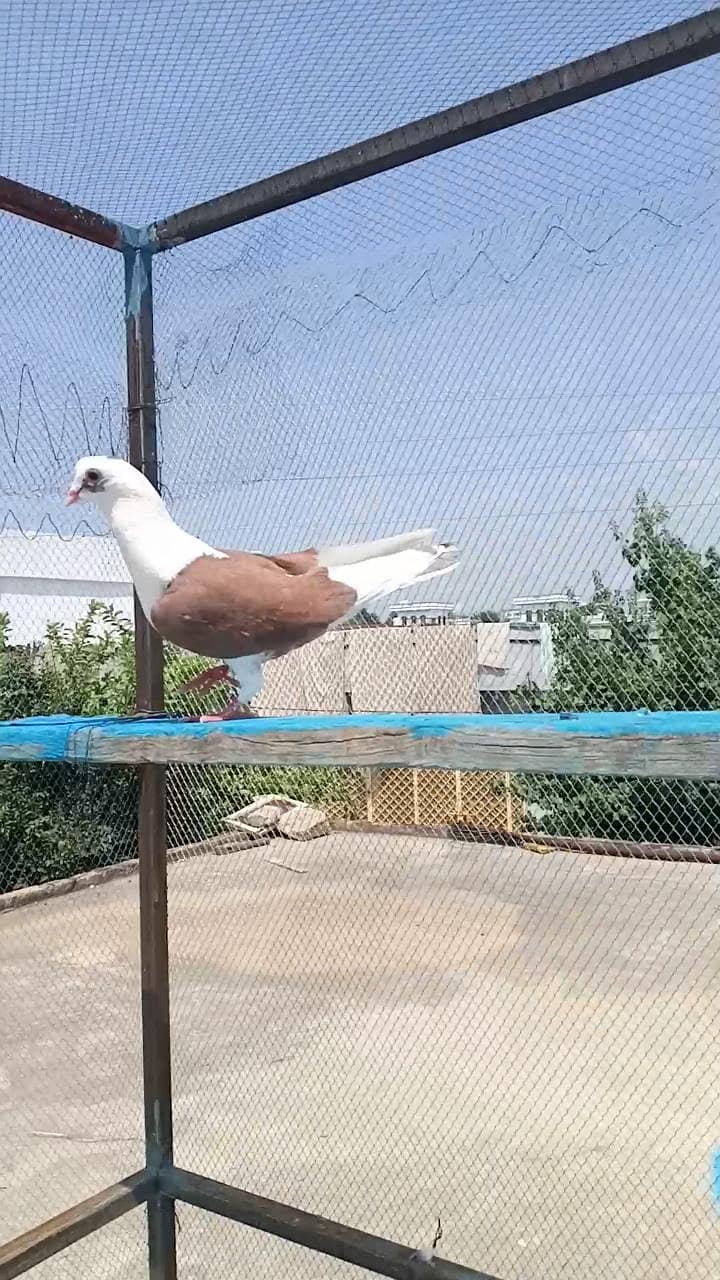fancy pigeon 17