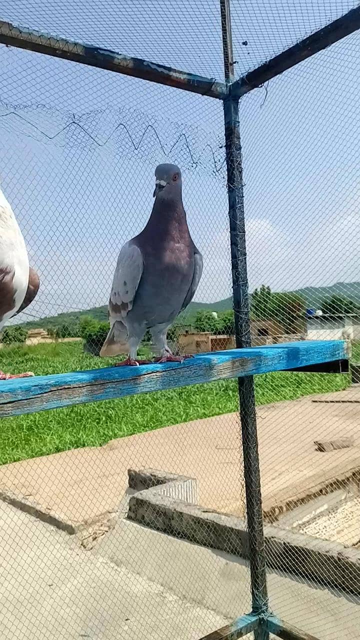 fancy pigeon 18
