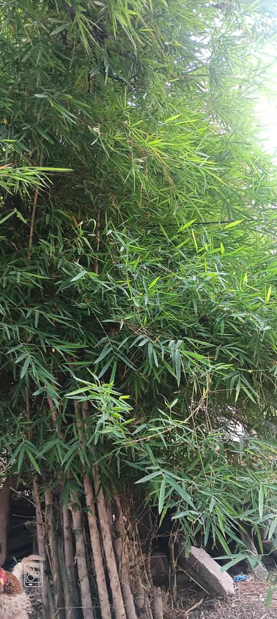 bamboo with small width