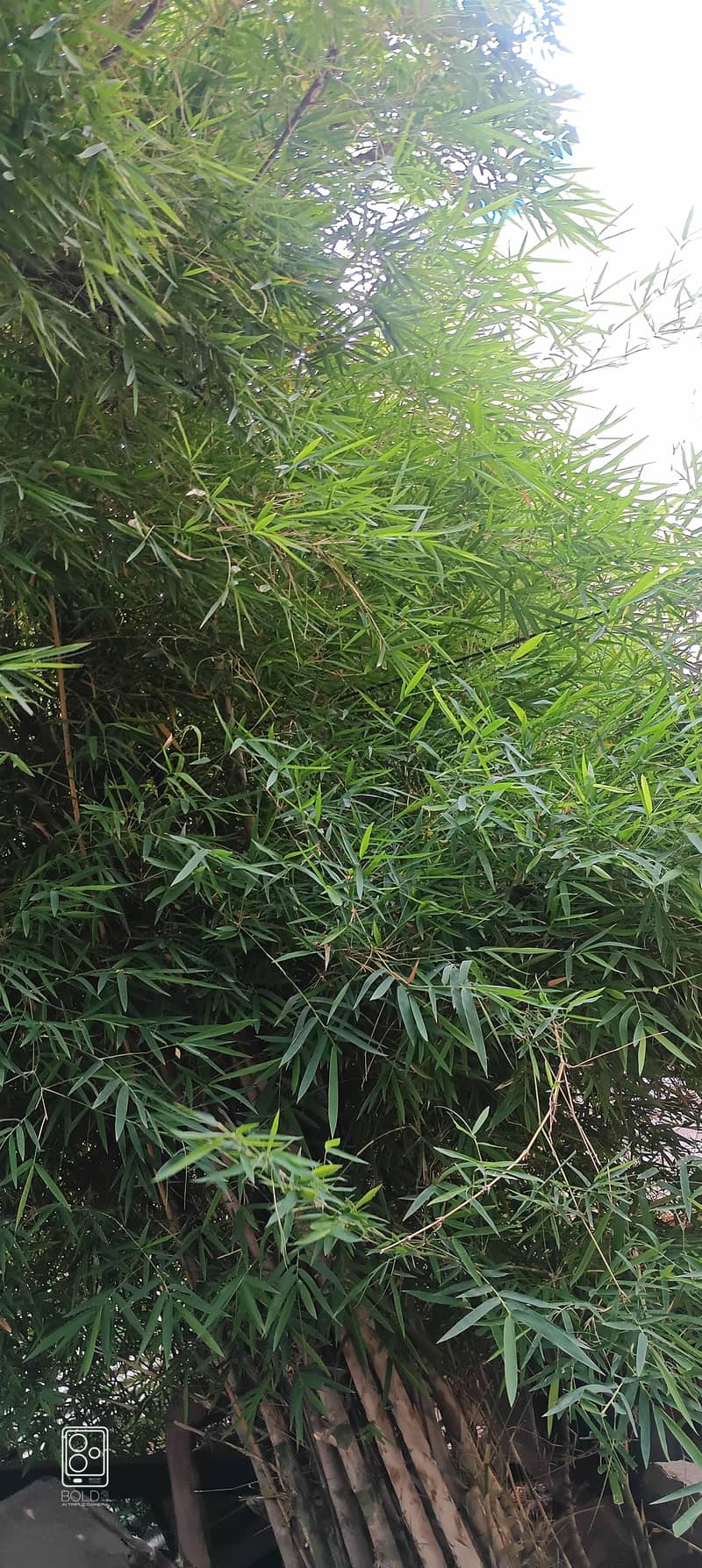 bamboo with small width 2