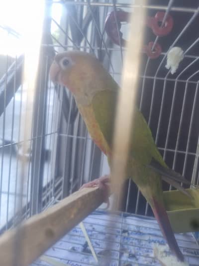 Pineapple conure