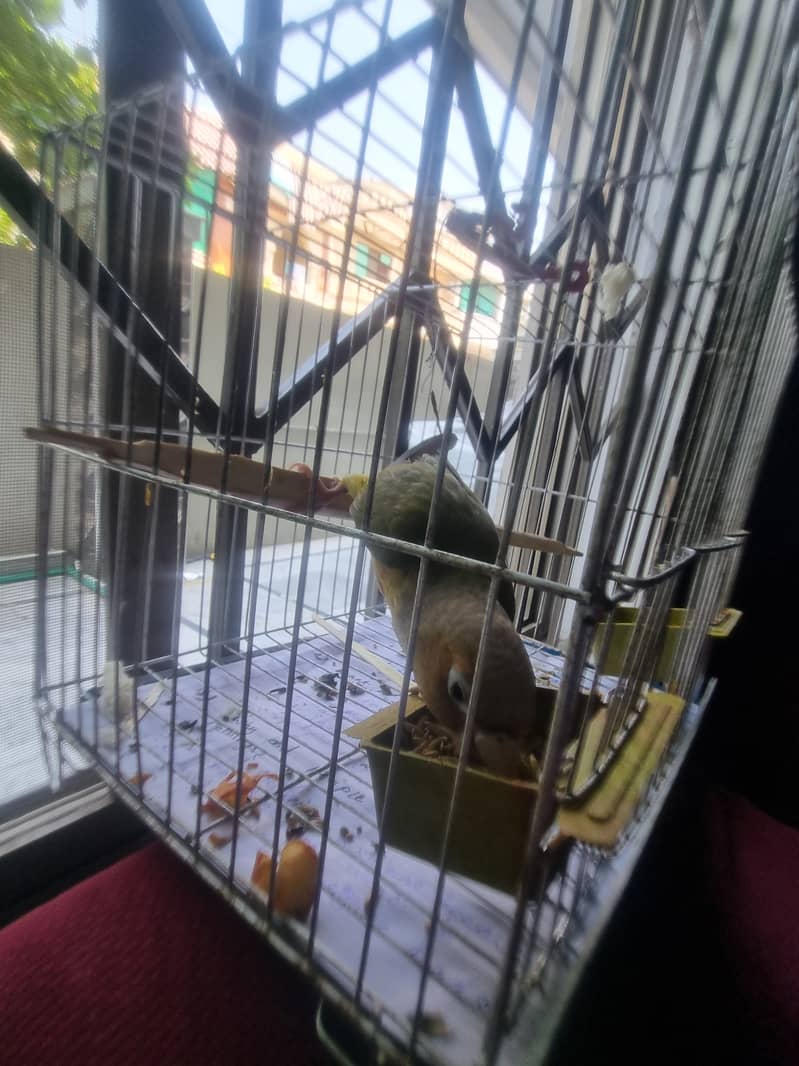 Pineapple conure 1