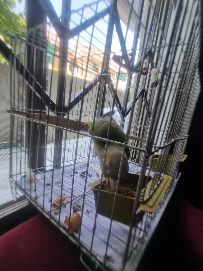 Pineapple conure 2