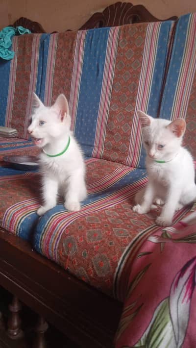 Russian cats
