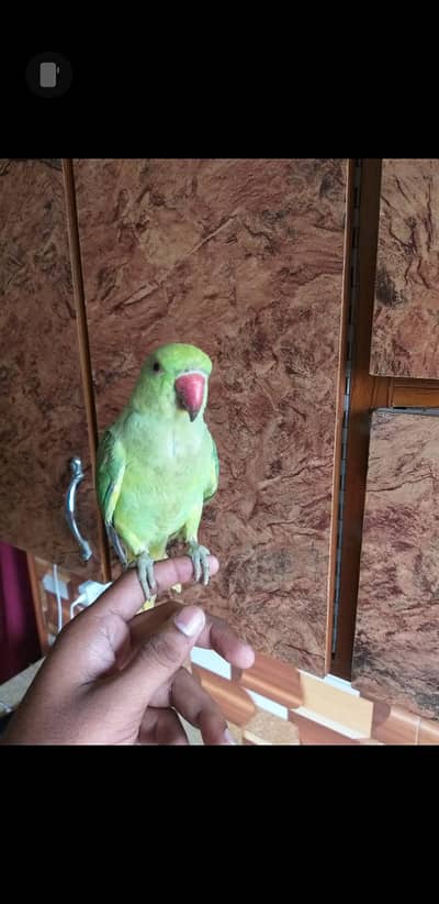 ringneck parrot hand tame