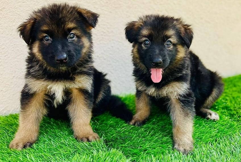 German shepherd 0