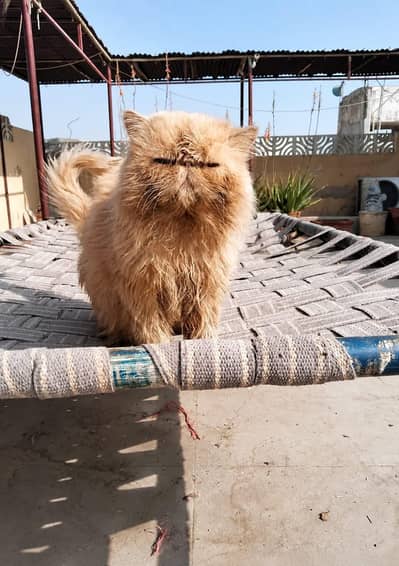 Pure Persian Peke Peki Piki CFA Bloodline Male