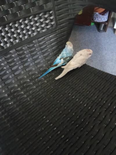 active pair