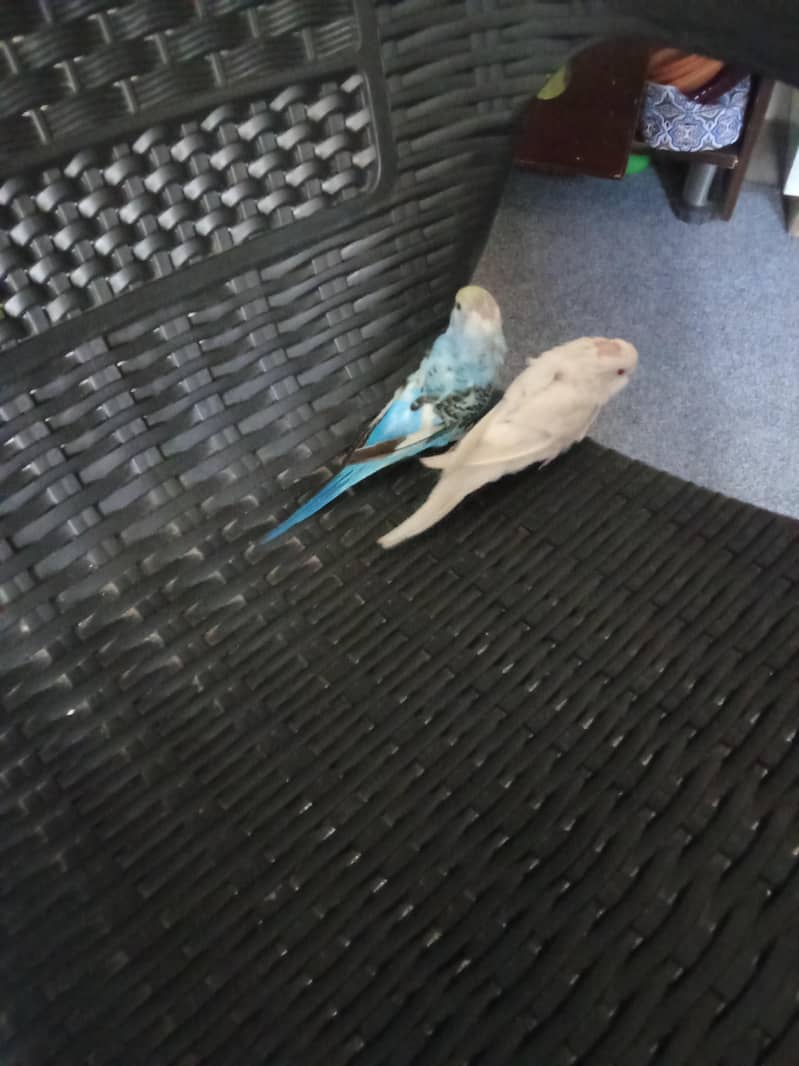 active pair 0