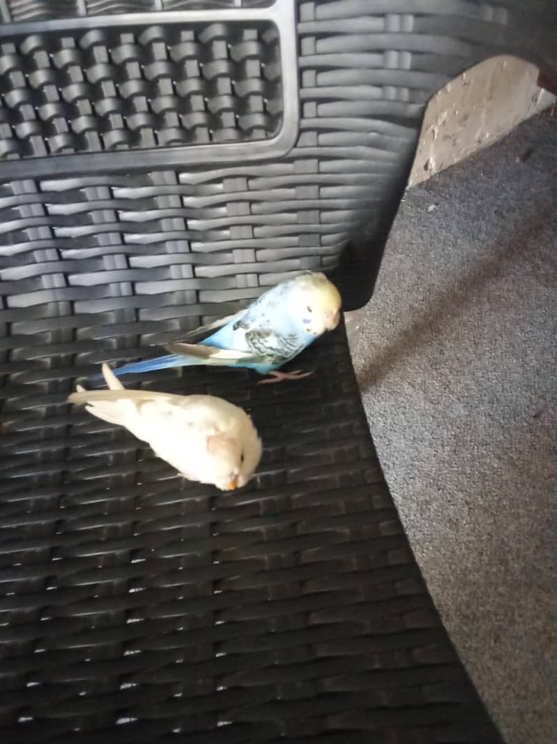 active pair 1