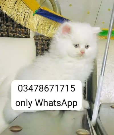 Persian cat 2month vaccinated and vaccinated