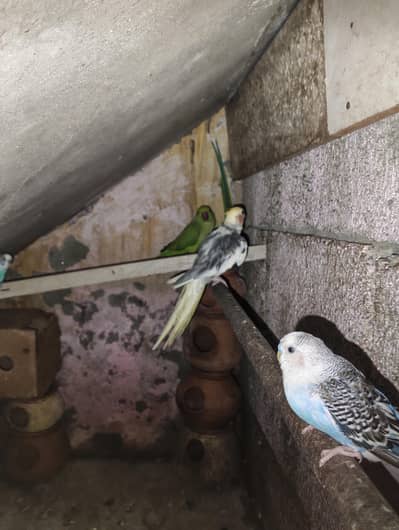 coktail parrot 