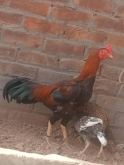 aseel hens