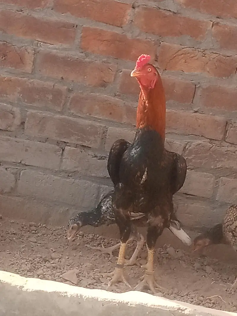 aseel hens — photo 2