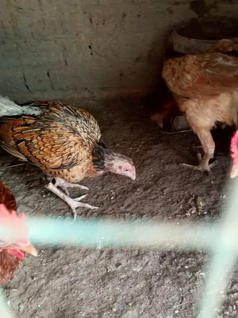 aseel hens — photo 3