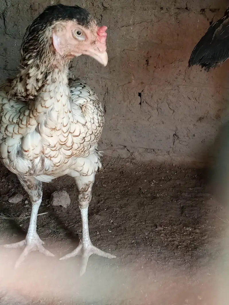 aseel hens — photo 4