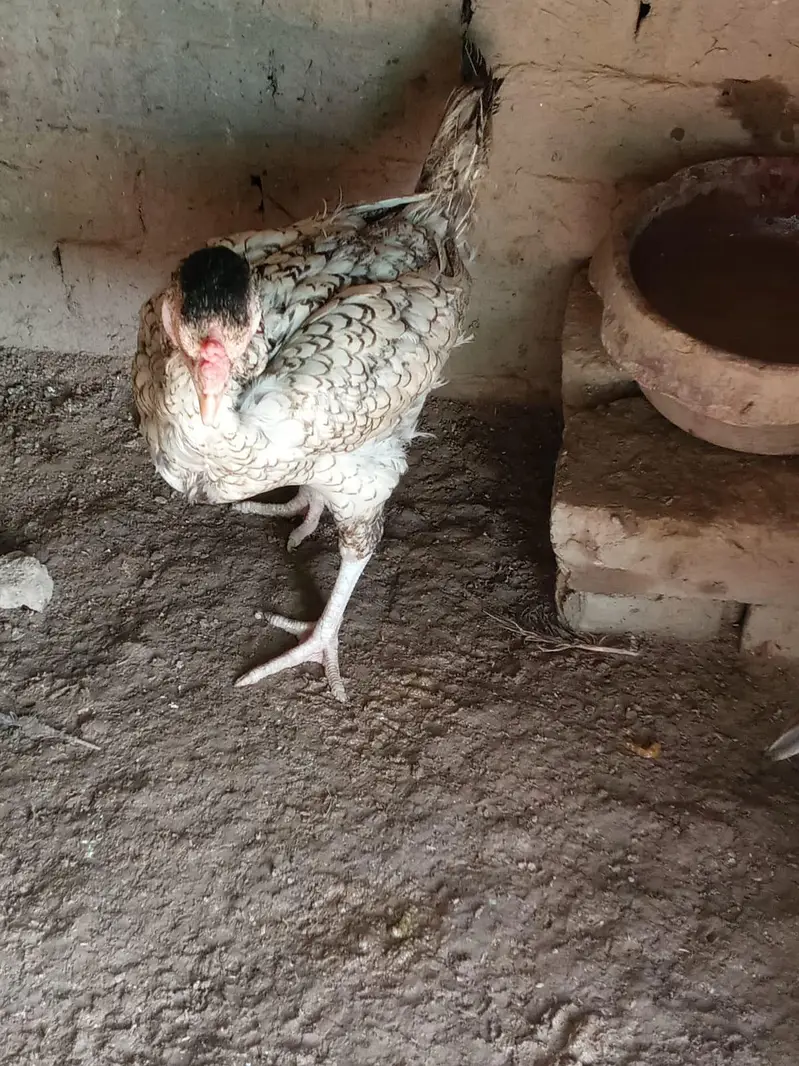aseel hens — photo 5