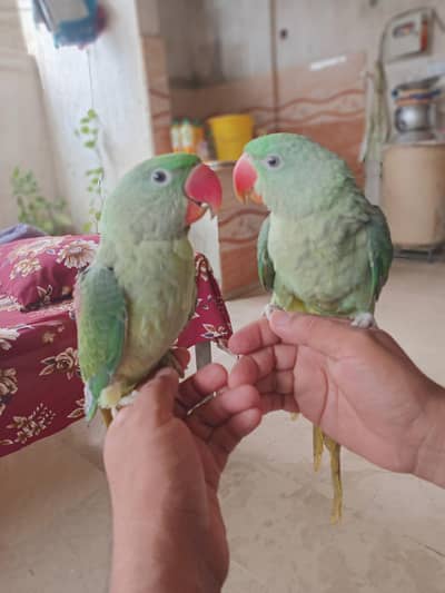pahari parrot pair