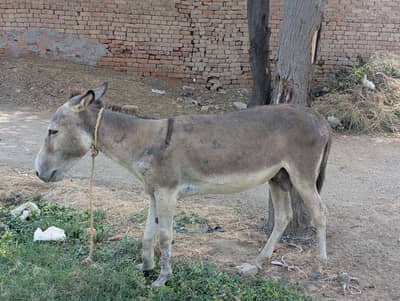URGENT KHOTA FOR SALE